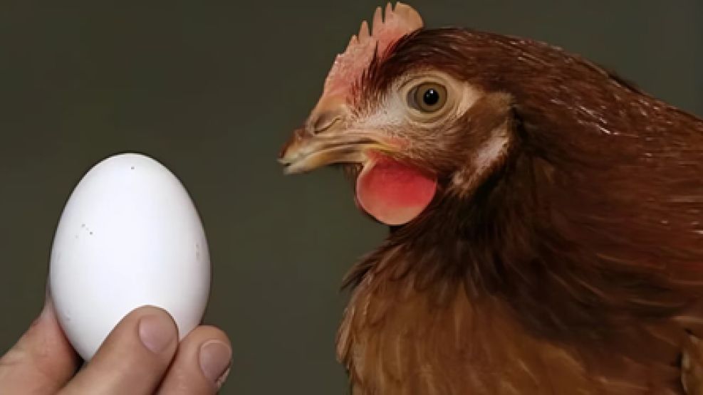 Qué nació primero, el huevo o la gallina.