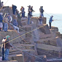 Las escolleras de Mar del Plata convocan a pescadores ansiosos por escardones. 