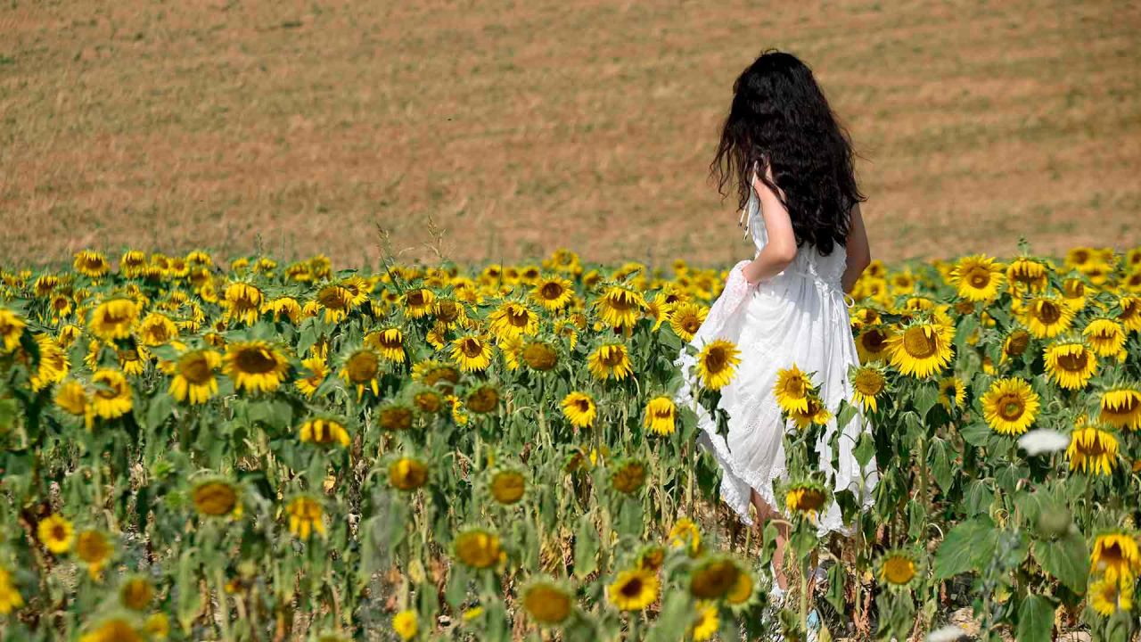 Una mujer camina en un campo de girasoles cerca de Valensole, sureste de Francia. Foto de Nicolas TUCAT / AFP | Foto:AFP