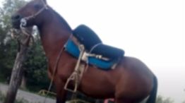 21-07-2023 caballos robo Villa Allende
