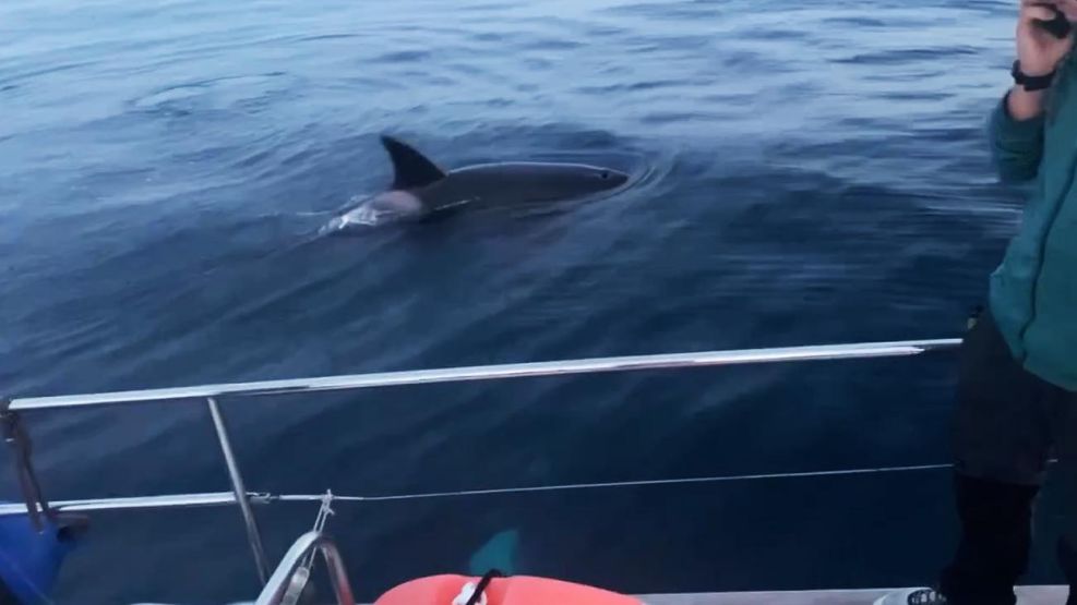 Acercamientos y ataques de orcas a diferentes embarcaciones varios que ocurrieron en el estrecho de Gibraltar