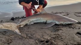 Los tiburones marcados una vez devueltos sobreviven sin verse afectados y permiten seguir aprendiendo sobre sus patrones migratorios con cada captura.