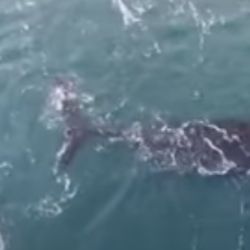 Hugo Comas grabó con su drone el mágico encuentro entre la ballena franca austral y el lobito de mar.