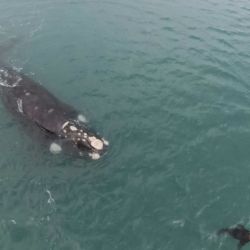 La ballena franca austral y el lobo de mar nadaron juntos durante un largo rato.