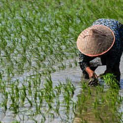 Un agricultor planta plantones de arroz en un arrozal de Lambaro, provincia indonesia de Aceh. | Foto:CHAIDEER MAHYUDDIN / AFP