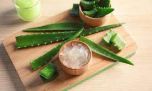 Aloe Vera, la planta de la longevidad: estimula el colágeno y rejuvenece la piel