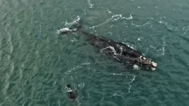 Los animales emergían y se sumergían juntos en las aguas de Claromecó.