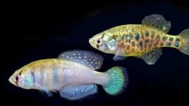 El hallazgo se realizó en la Reserva Natural de la Defensa Puerto Península, en Misiones. (Fotos: Ministerio de Ambiente y Desarrollo Sostenible).