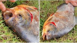 Una simple pesca se convirtió en una emocionante aventura para un niño de once años.