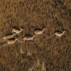 Namibia, Ruanda y Zimbabwe ofrecen un abanico de encuentros con la fauna africana que convierten cualquier viaje en un recuerdo inolvidable.