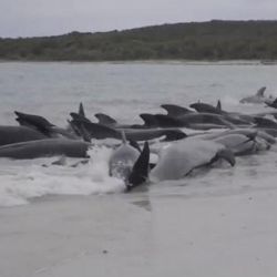 Las ballenas acuden a alimentarse demasiado cerca de la orilla, donde quedan atrapadas y terminan muriendo.