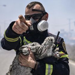 Un bombero gesticula y sostiene un gato y dos conejos tras rescatarlos de un incendio entre los pueblos de Kiotari y Gennadi, en la isla griega de Rodas. Los bomberos se enfrentaron a las llamas que se declararon en plena temporada turística, provocando la mayor evacuación por incendio forestal de la historia del país y la cancelación de vuelos y vacaciones. Decenas de miles de personas han huido ya de las llamas en la isla de Rodas, y muchos turistas asustados tratan de volver a casa en vuelos de evacuación. | Foto:Spyros Bakalis / AFP