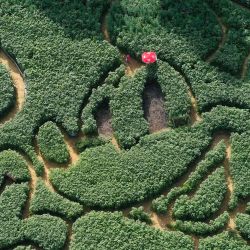 Una vista aérea muestra el campo de plantas diseñado con el personaje de cómic de Disney Mickey Mouse cerca del pueblo bávaro de Utting, en el sur de Alemania. La imagen de gran tamaño abarca unos 18.000 metros cuadrados y consta de unas 360.000 plantas, entre girasoles, cáñamo, maíz, malva silvestre, calabaza ornamental y judías. | Foto:Christof Stache / AFP