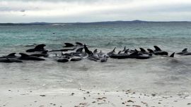 La manada de casi 100 ejemplares de ballenas piloto fue detectada en las costas de la playa Cheynes