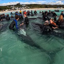 Una fotografía del folleto tomada y publicada por el Departamento de Biodiversidad, Conservación y Atracciones de Australia Occidental muestra a voluntarios ayudando a las ballenas piloto, con más de 50 ballenas muriendo después de vararse en Cheynes Beach en Australia Occidental. Las autoridades dijeron que eran "optimistas" de que las otras 45 ballenas en la manada podrían sobrevivir. | Foto:DEPARTAMENTO DE BIODIVERSIDAD, CONSERVACIÓN Y ATRACCIONES DE AUSTRALIA OCCIDENTAL / AFP