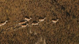 Con tiendas en la selva o en la estepa africanas, Wilderness Destinations brinda cercanía con la fauna sin invadir y sin afectar su circuito natural.