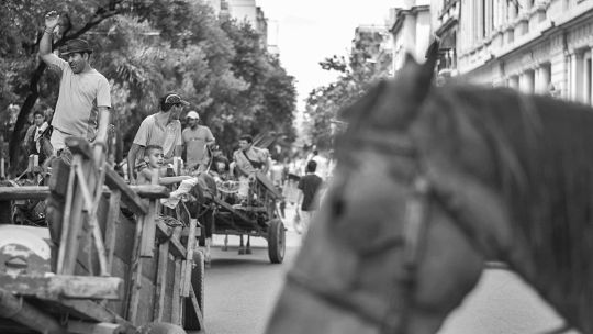 1300 caballos fueron recuperados y ya no serán explotados por los carreros en las calles de Córdoba