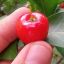Acerola