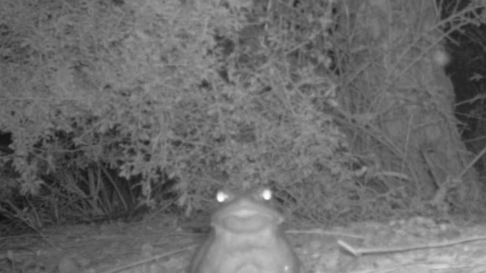 El sapo alucinógeno bufo