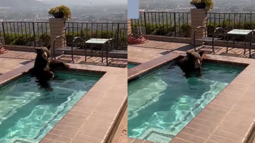 Un oso bañandose en una pileta de California