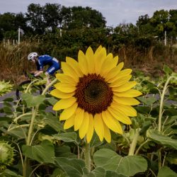 Una ciclista pedalea durante la sexta etapa (de 8) de la segunda edición de la carrera ciclista femenina Tour de Francia, 122,5 km entre Albi y Blagnac, en Blagnac, suroeste de Francia. | Foto:JEFF PACHOUD / AFP