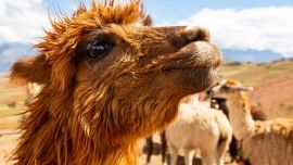 Encuentros con alpacas en Perú, una actividad para disfrutar en familia.