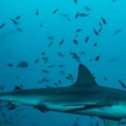 Los biólogos marinos tomarán muestras de sangre de algunos de los tiburones para evaluar qué drogas están ingiriendo y en qué niveles. 