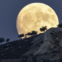 La luna gibosa creciente se eleva detrás de los árboles en una colina en Jindayris, en la parte controlada por los rebeldes de la provincia noroccidental siria de Alepo, un día antes de la "superluna de esturión". | Foto:RAMI AL SAYED / AFP