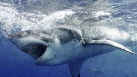 Las drogas están afectando el comportamiento de los tiburones en Florida.