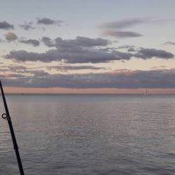 No es frecuente, pero suelen ser capturados por los pescadores de concurso que aisladamente, dan con alguno.