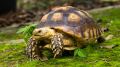 Tortugas