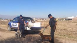03-08-2023 perros pitbull secuestro Villa Sarmiento