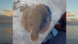 No es frecuente, pero suelen ser capturados por los pescadores de concurso que aisladamente, dan con alguno.