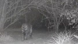 La especie está en serio peligro de extinción.