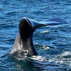 Avistaje de ballenas desde la costa y embarcados. Se quedan hasta diciembre, una experiencia inolvidable.