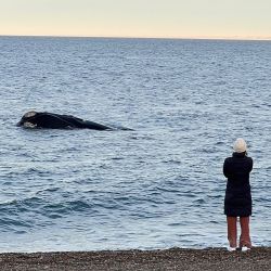 Avistaje de ballenas desde la costa y embarcados. Se quedan hasta diciembre, una experiencia inolvidable.