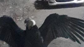 El cóndor estaba malherido.