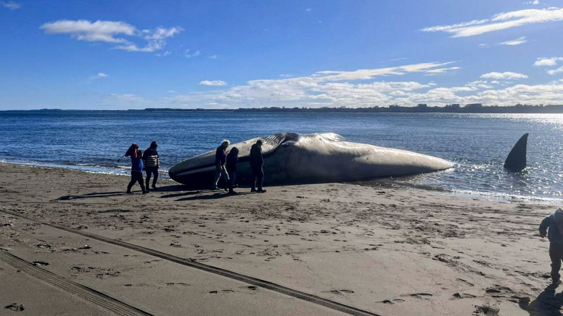 Handout picture released by Defendamos Chiloe environmentalist organisation showing a Blue Whale (Balaenoptera musculus) stranded on the beach of Ancud, on Chiloe island, Los Lagos region, Chile, on August 5, 2023.