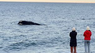 0807_ballenas