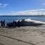 Huge blue whale washes ashore in southern Chile