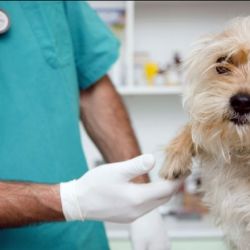Realizar chequeos con el veterinario de manera regular es un requisito fundamental para cuidar su salud y prolongar su vida.