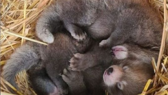 Te presentamos a los primeros osos pandas rojos gemelos nacidos en cautiverio en Inglaterra