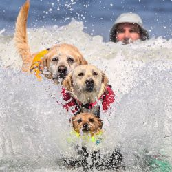 Carson, Rosie y Charlie Surfs Up compiten durante el Campeonato Mundial de Surf de Perros en Pacifica, California. El evento ayuda a las organizaciones benéficas locales a recaudar fondos patrocinando a un concursante o un equipo, con una parte de las ganancias se destinan a organizaciones sin fines de lucro para perros, ambientales y de surf. | Foto:JOSH EDELSON / AFP
