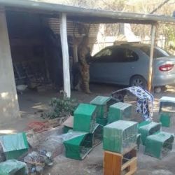 Las aves se encontraban en jaulas ubicadas en el fondo de una casa.