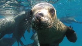 Buceo en Puerto Pirámides, para encontrarse con lobitos marinos y toda la fauna en sus aguas cristalinas.