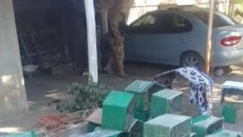 Las aves se encontraban en jaulas ubicadas en el fondo de una casa.