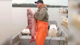 Si la teoría se confirma, y los peces hallados en el Paraná están relacionados con estos ejemplares, habrían tenido que remontar más de 2 mil kilómetros.