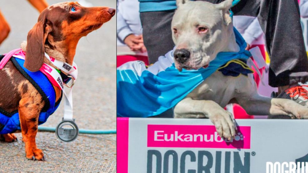 2023_08_13_dog_run_gzadogrun_g