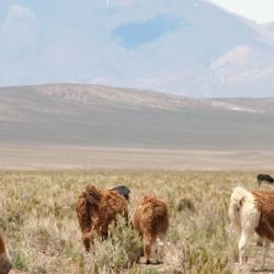 Entre su variada y rica fauna se destacan la alpaca, la chincilla, el flamenco y el gato andino.