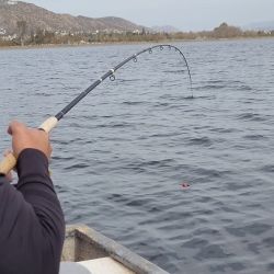 La provincia de Córdoba sigue entregando muy buena pesca en una temporada bárbara para el pejerrey.